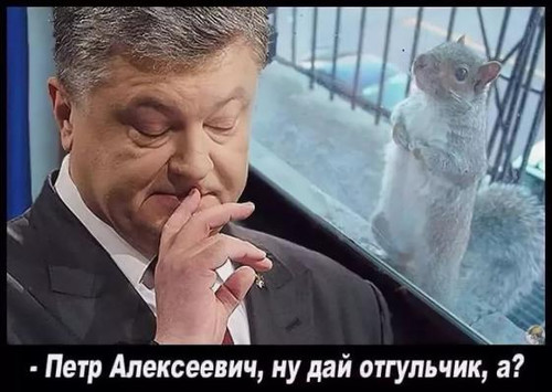 Украинский президент Порошенко и его работяга белочка.